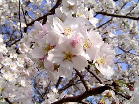 : : : F:\HP\sakura.jpg