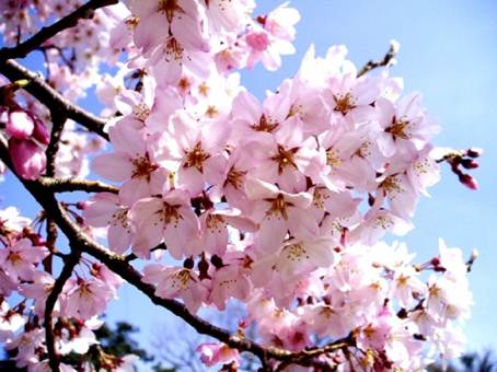 : : : F:\HP\sakura2.jpg