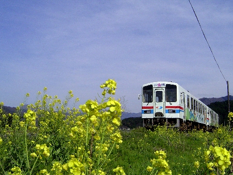 説明: D:\homepage作成関係\NEW\train\tphoto\wakatetsu_nanohana.jpg