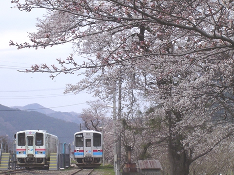 説明: D:\homepage作成関係\NEW\train\tphoto\waka_sakura_2.jpg