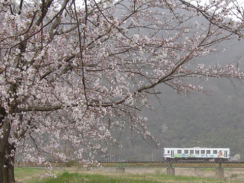 説明: D:\homepage作成関係\NEW\train\tphoto\waka_sakura_1.jpg