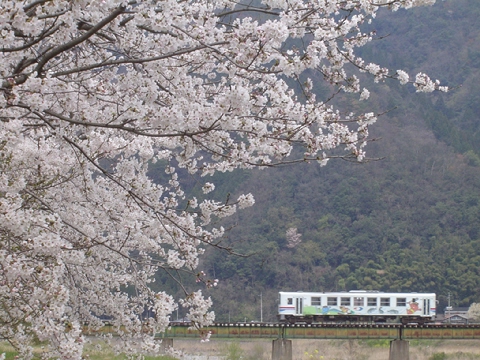 説明: D:\homepage作成関係\NEW\train\tphoto\waka_sakura_3.jpg