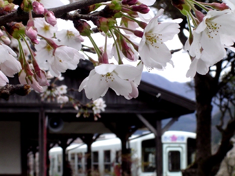 説明: D:\homepage作成関係\NEW\train\tphoto\waka_sakura_4.jpg