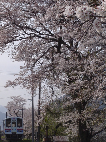 説明: D:\homepage作成関係\NEW\train\tphoto\waka_sakura_5.jpg