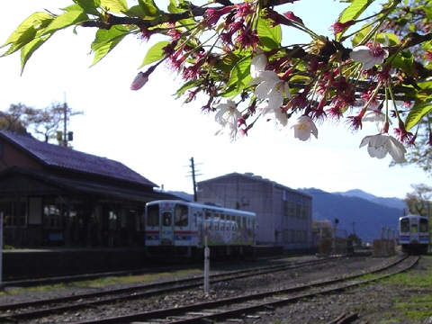 説明: D:\homepage作成関係\NEW\train\tphoto\wakasa_sakura.jpg