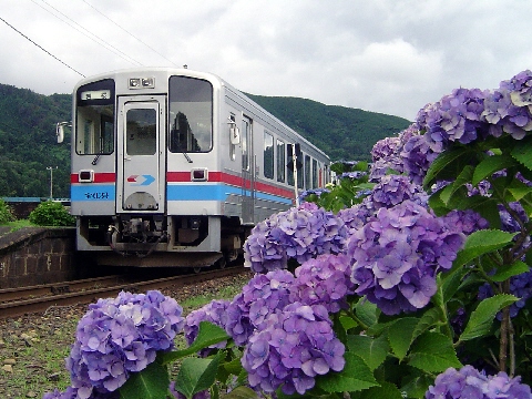 : D:\homepage쐬֌W\NEW\train\tphoto\wakatetsu_ajisai.jpg