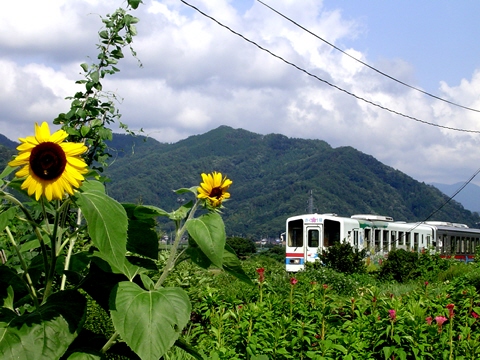 : D:\homepage쐬֌W\NEW\train\tphoto\wakatetsu_himawari.jpg